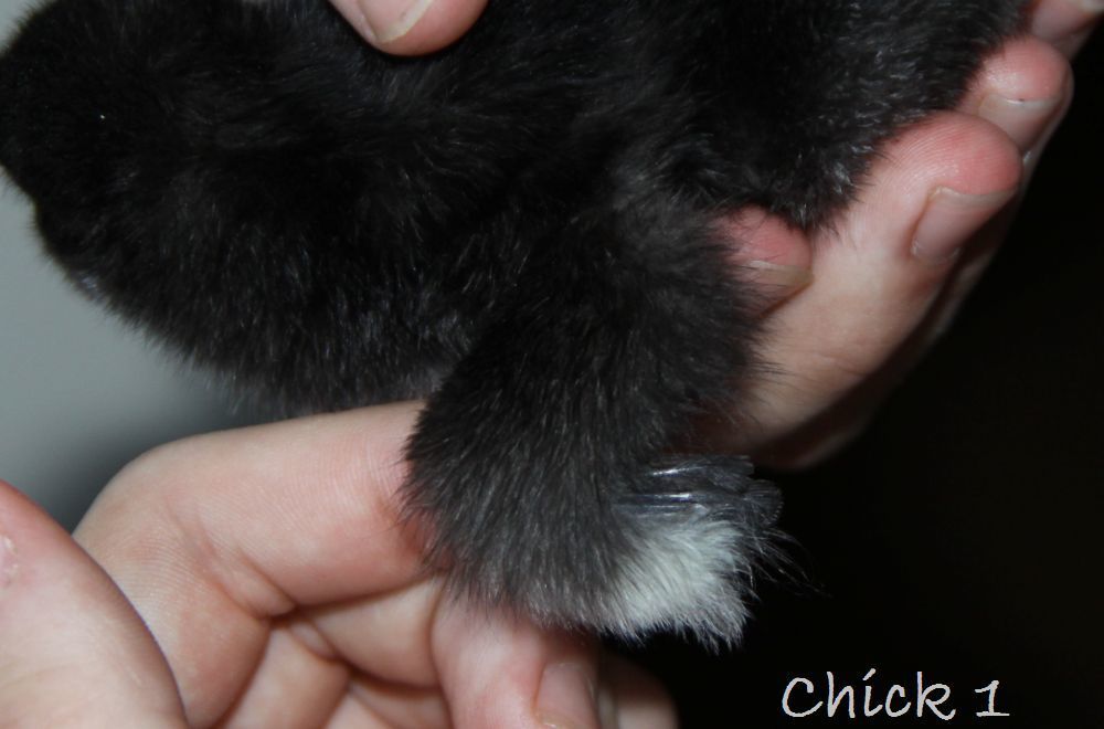 Wing Sex My Chicks! | BackYard Chickens - Learn How to Raise Chickens