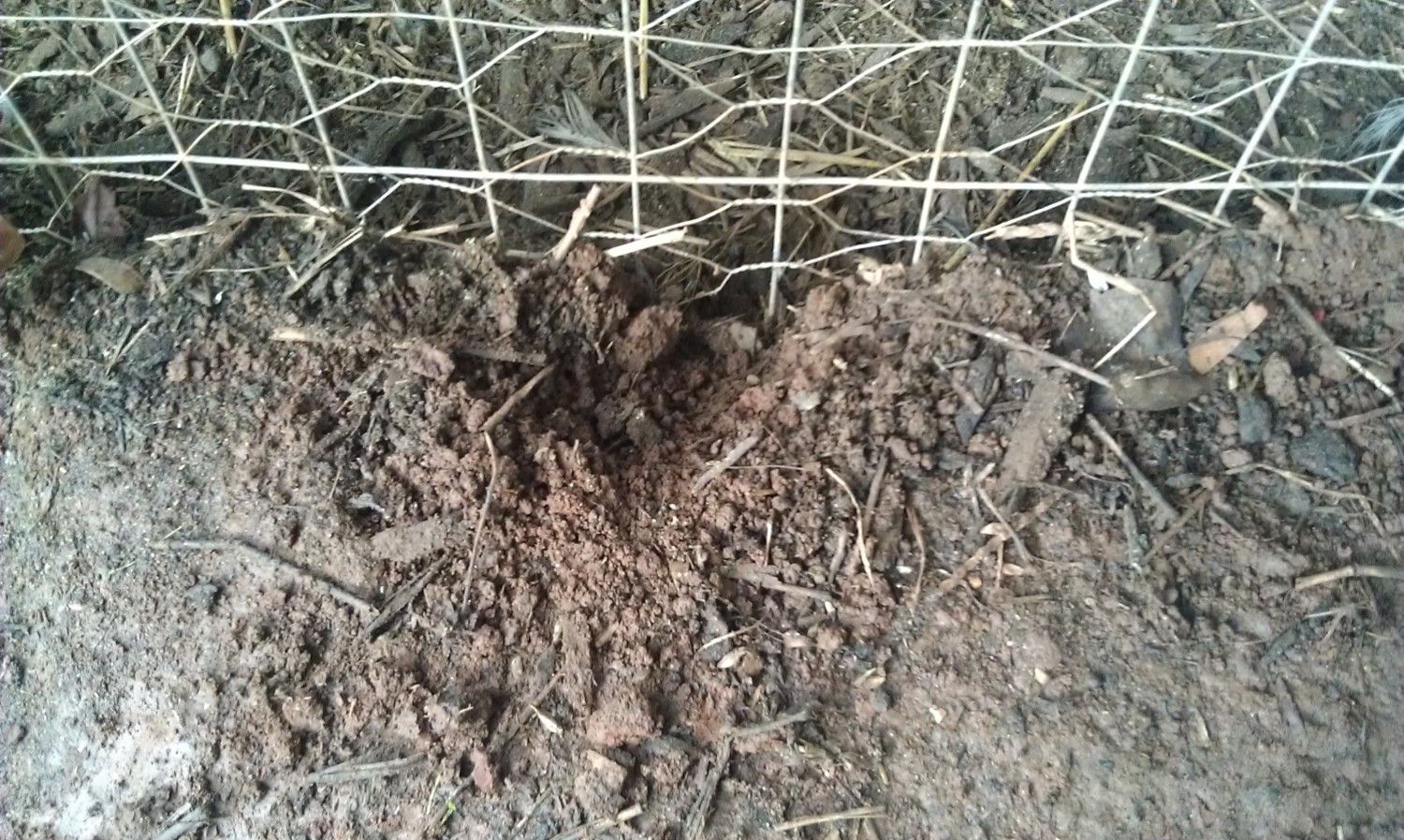What's digging at my coop? BackYard Chickens Learn How to Raise