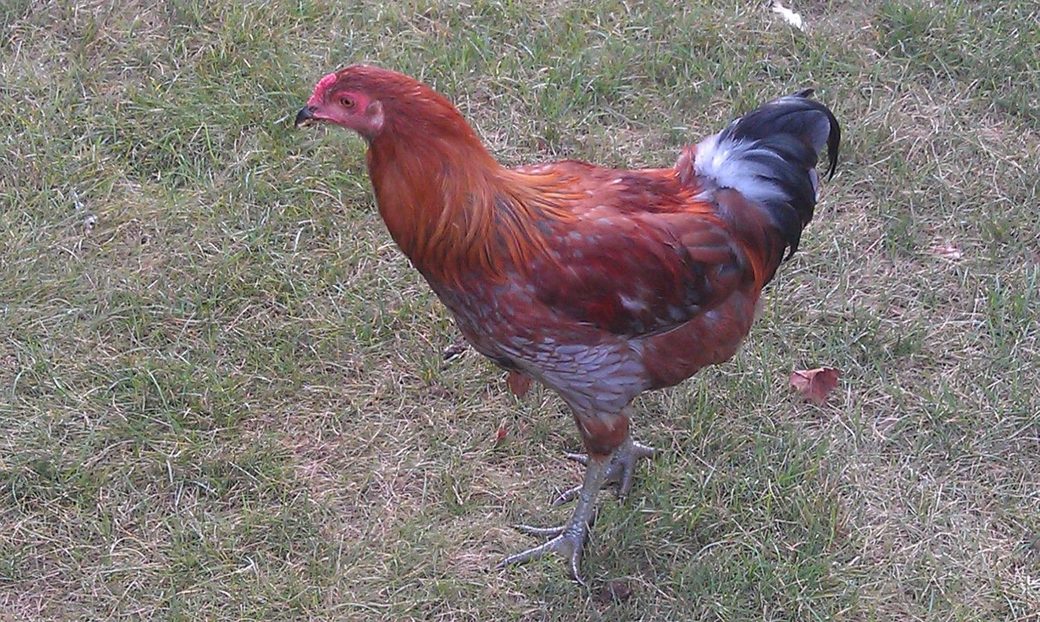 Why does my hen behave like a rooster - Chicken Coops and Tractors