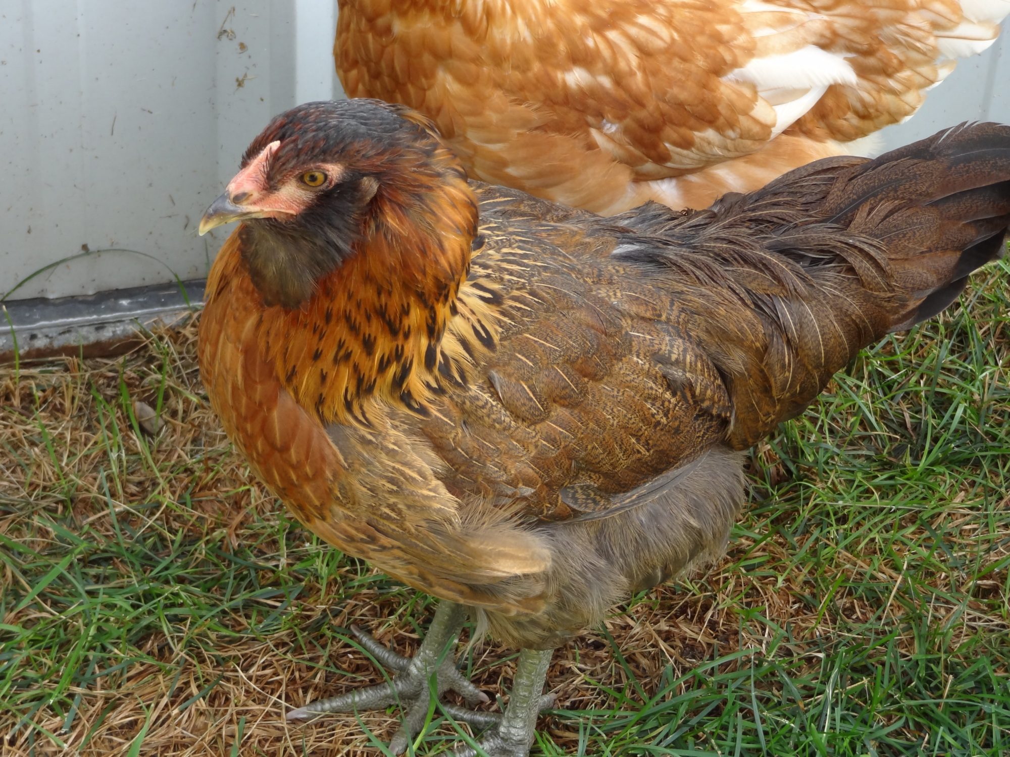 13 Week Old Easter Eggers Roosters Or Hens Backyard Chickens Learn How ...