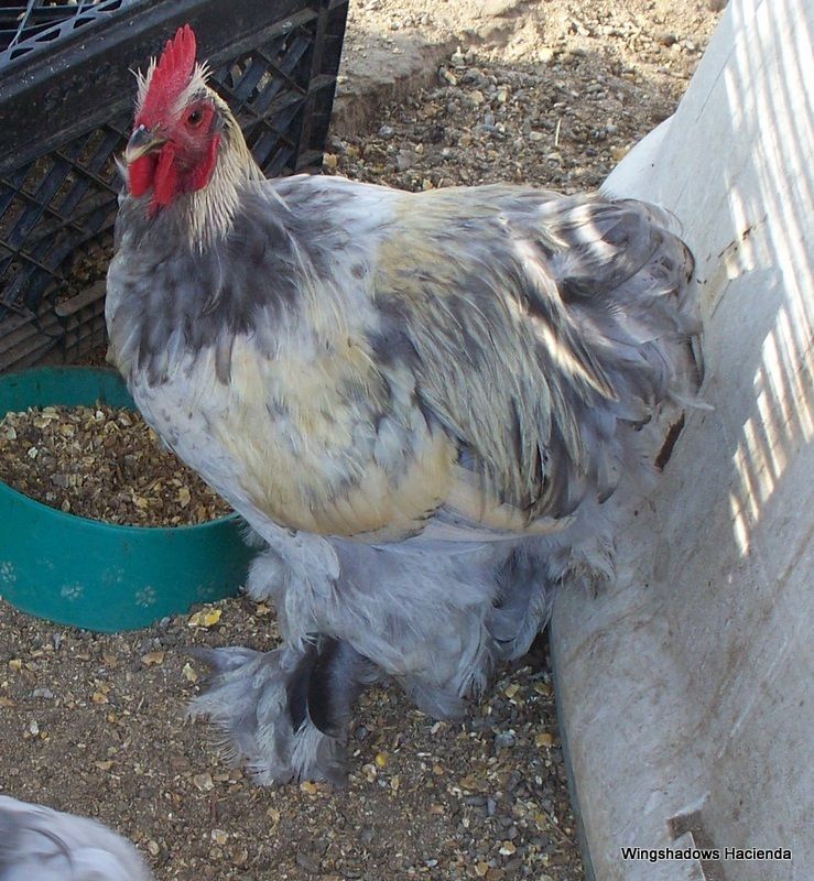 LL