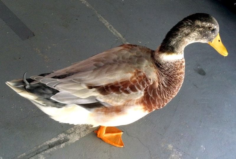 Can a drake not have a drake feather? | BackYard Chickens - Learn How