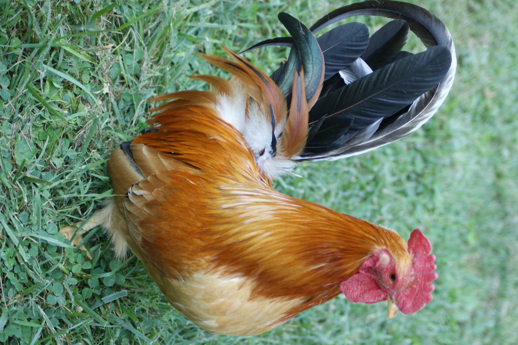 Japanese bantams BackYard Chickens Learn How to Raise Chickens