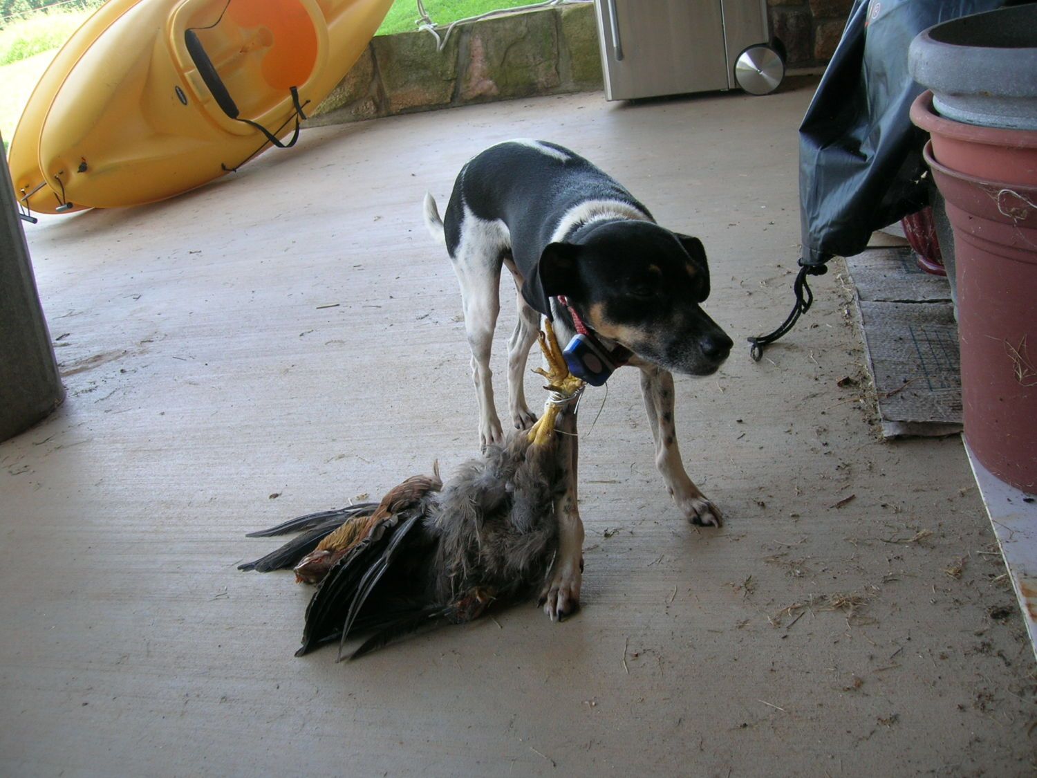 How To Train Your Dog Not To Kill Chickens BackYard Chickens