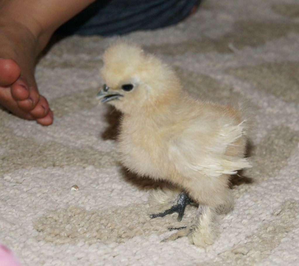 Silkie chickcockerel or pullet? BackYard Chickens Learn How to