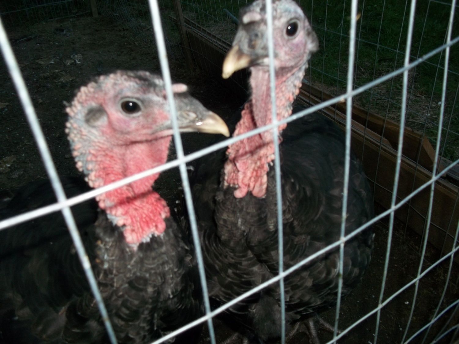 sexing broad breasted bronze turkeys with updated pics...... BackYard