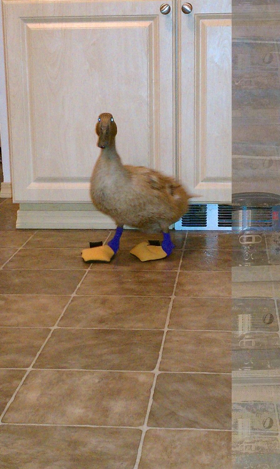 Duck shoes and bumblefoot. BackYard Chickens Learn How to Raise