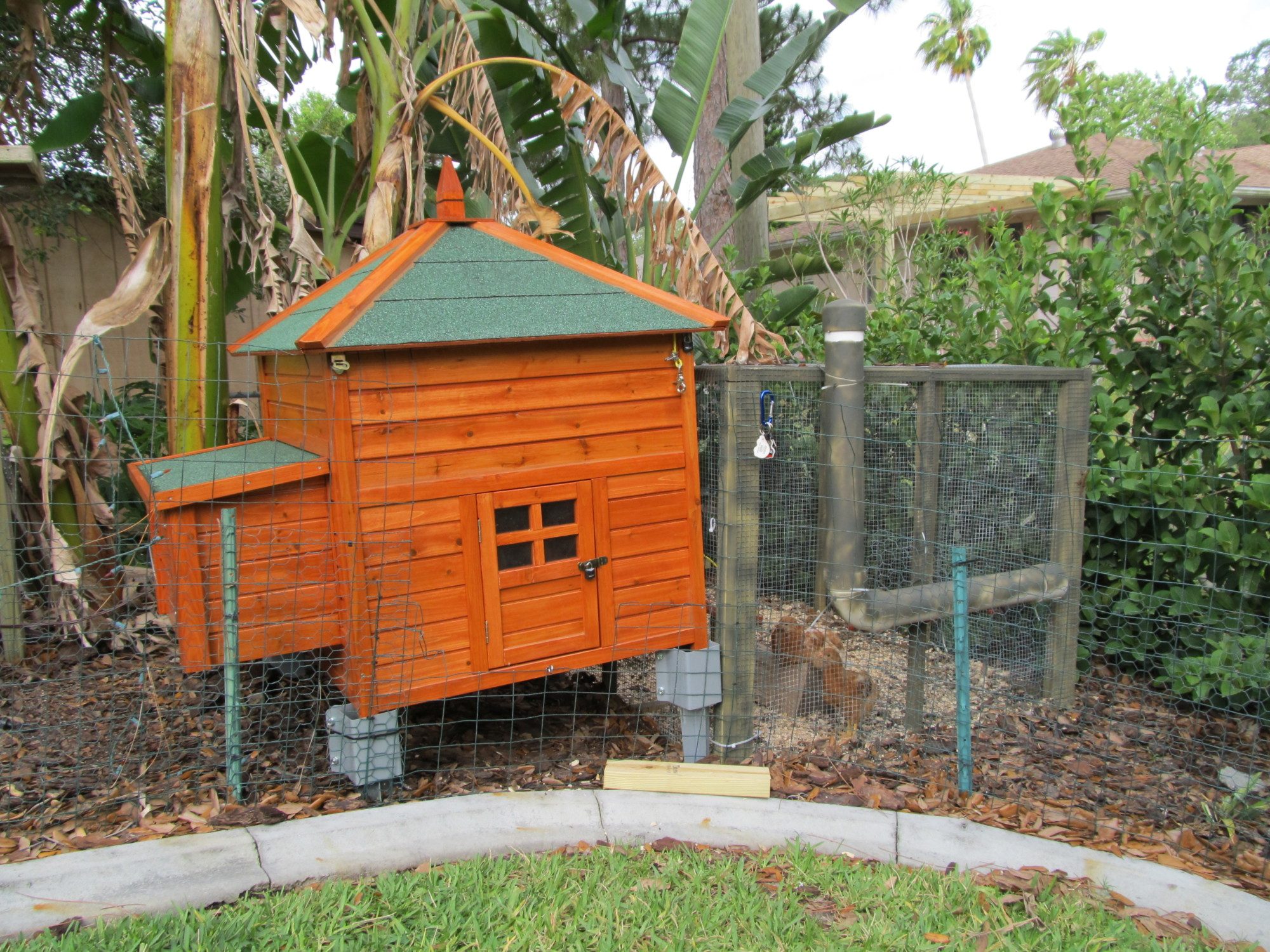 Tropical Henhouse BackYard Chickens