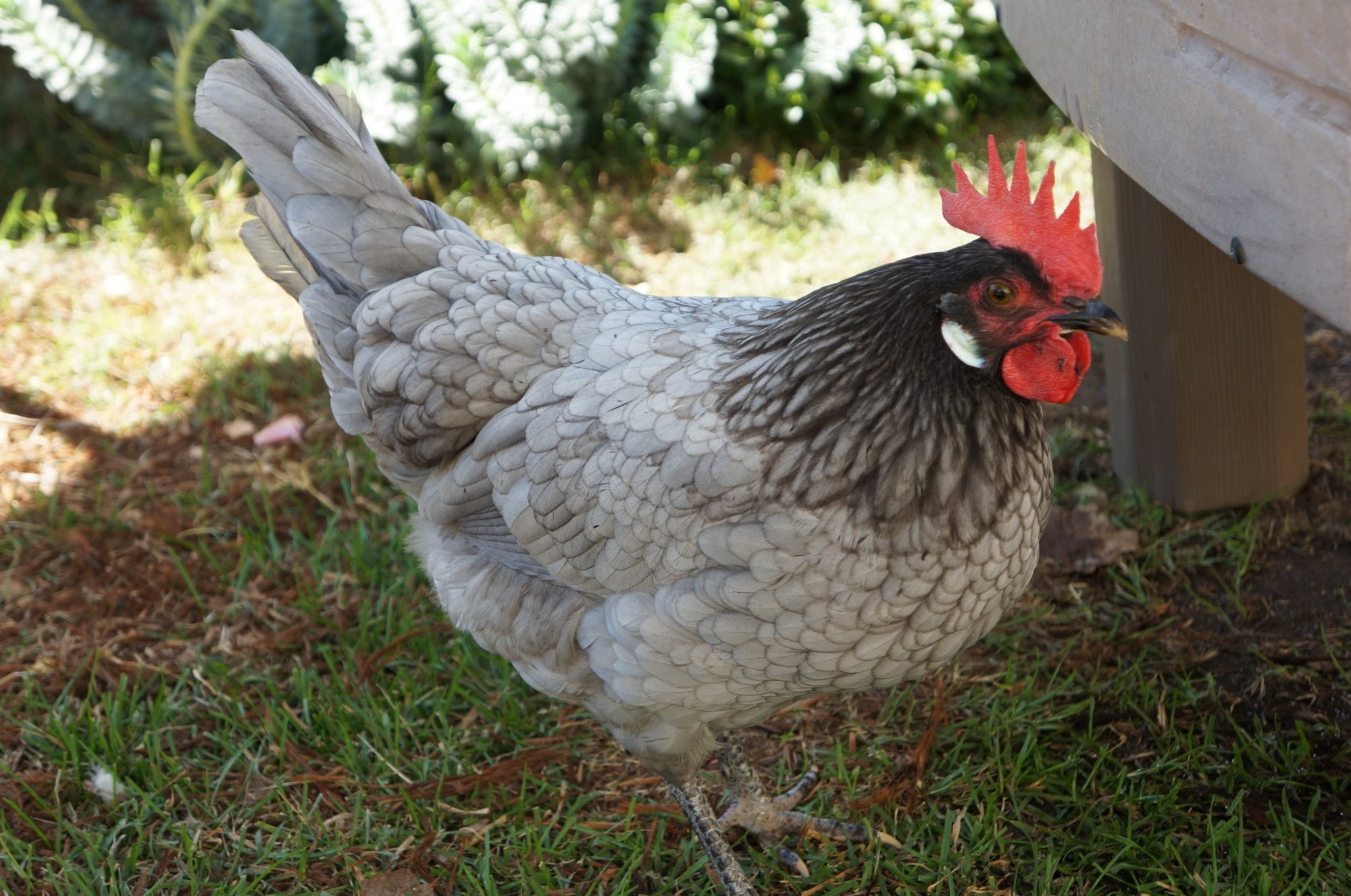Andalusian Chicken Facts: Eggs, Breeds, Traits, Care, Habitat, More, stars of Mediterranean variety developed and took the name Andalusia.