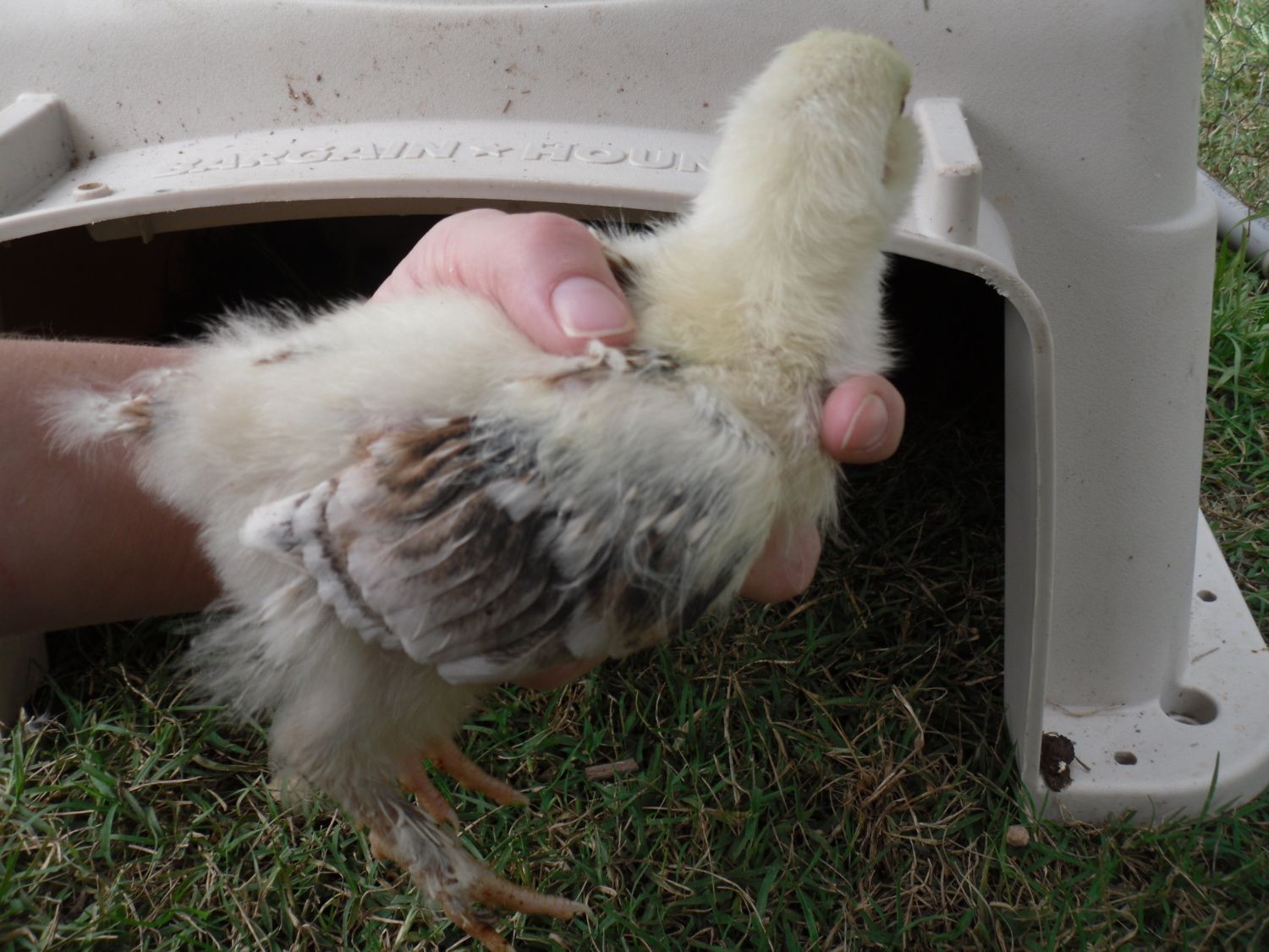 2 Week old Salmon Faverolles; do I have any future hens in the mix