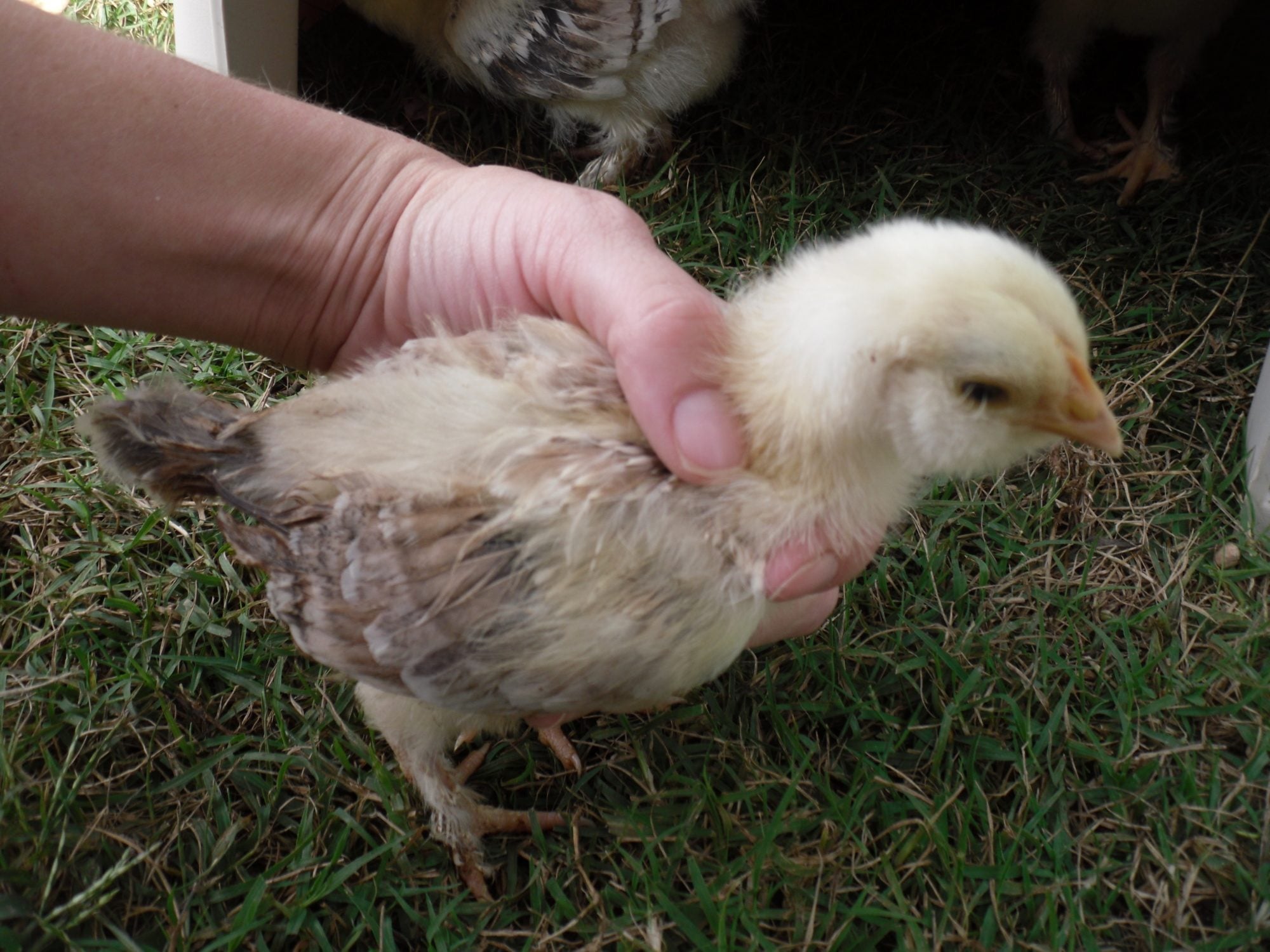 2 Week old Salmon Faverolles; do I have any future hens in the mix