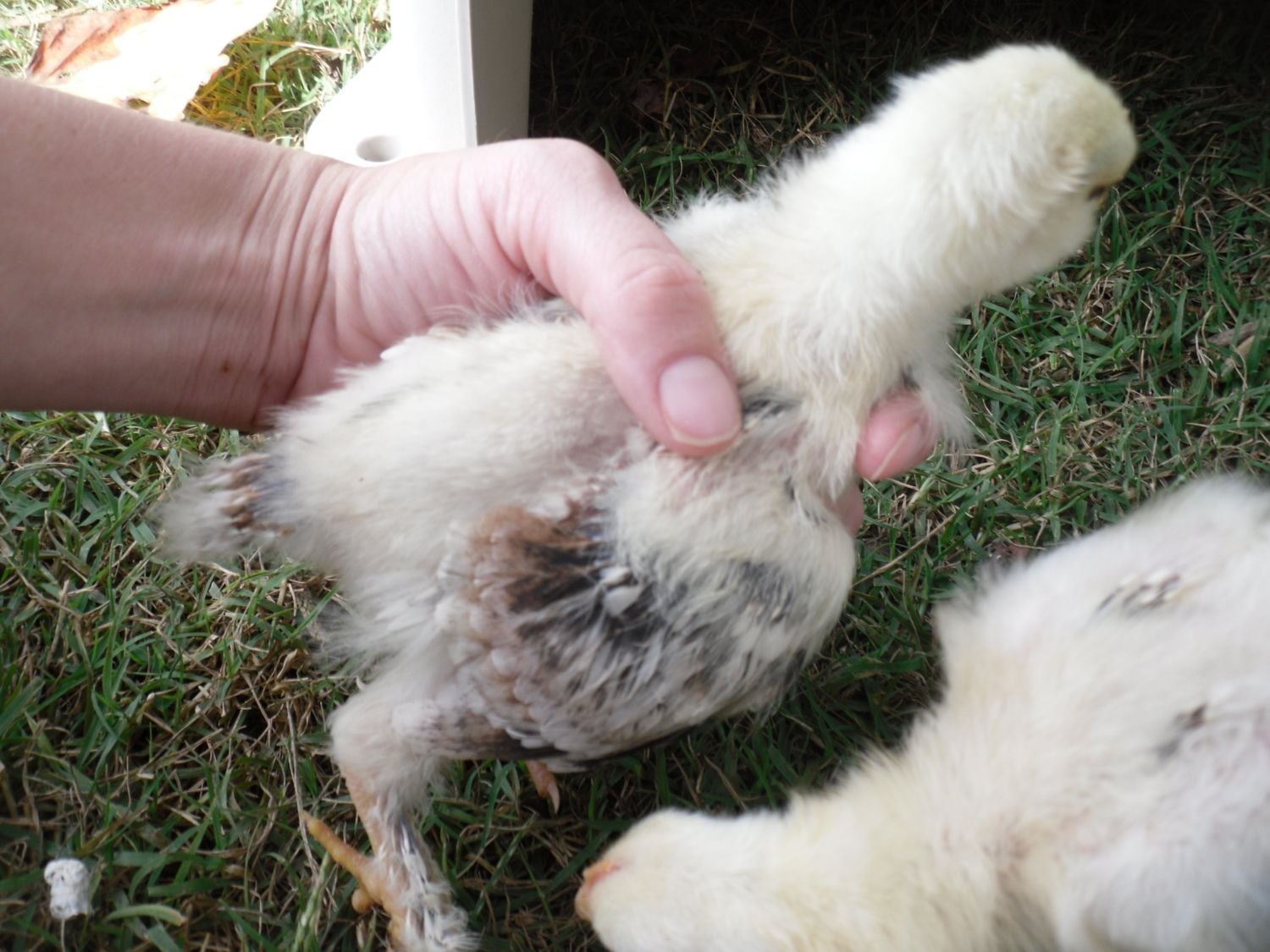 2 Week old Salmon Faverolles; do I have any future hens in the mix