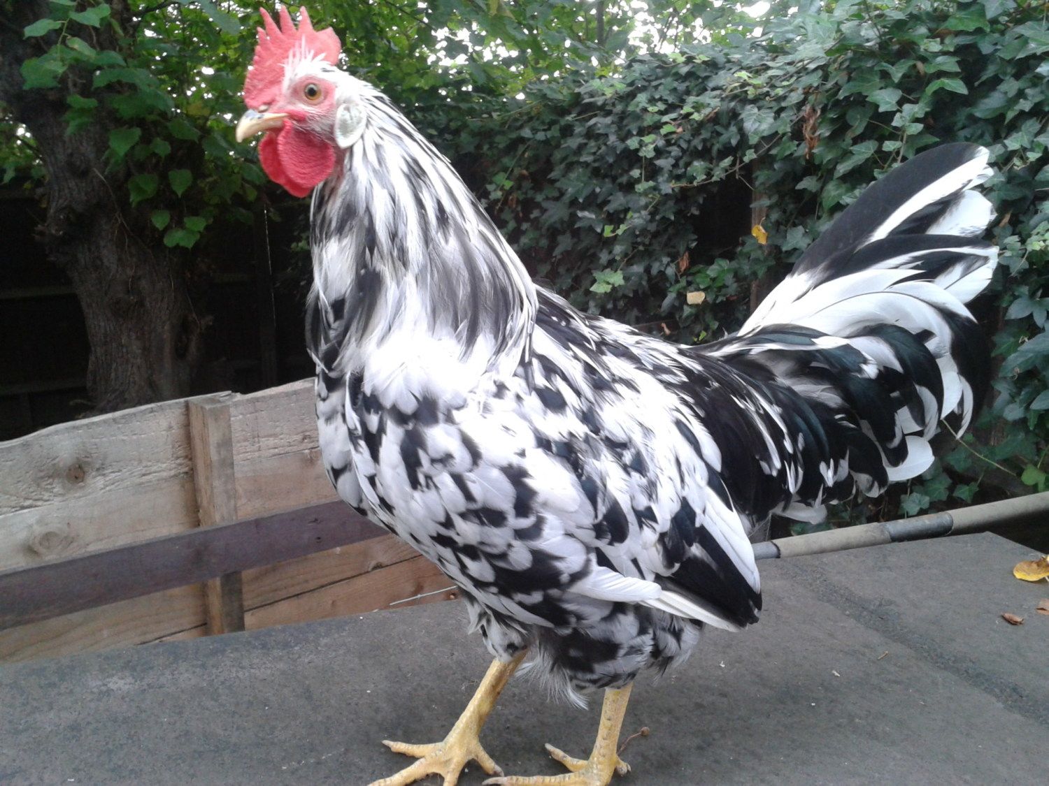 Exchequer leghorn- 8 weeks old - hen or roo??? (photos ...