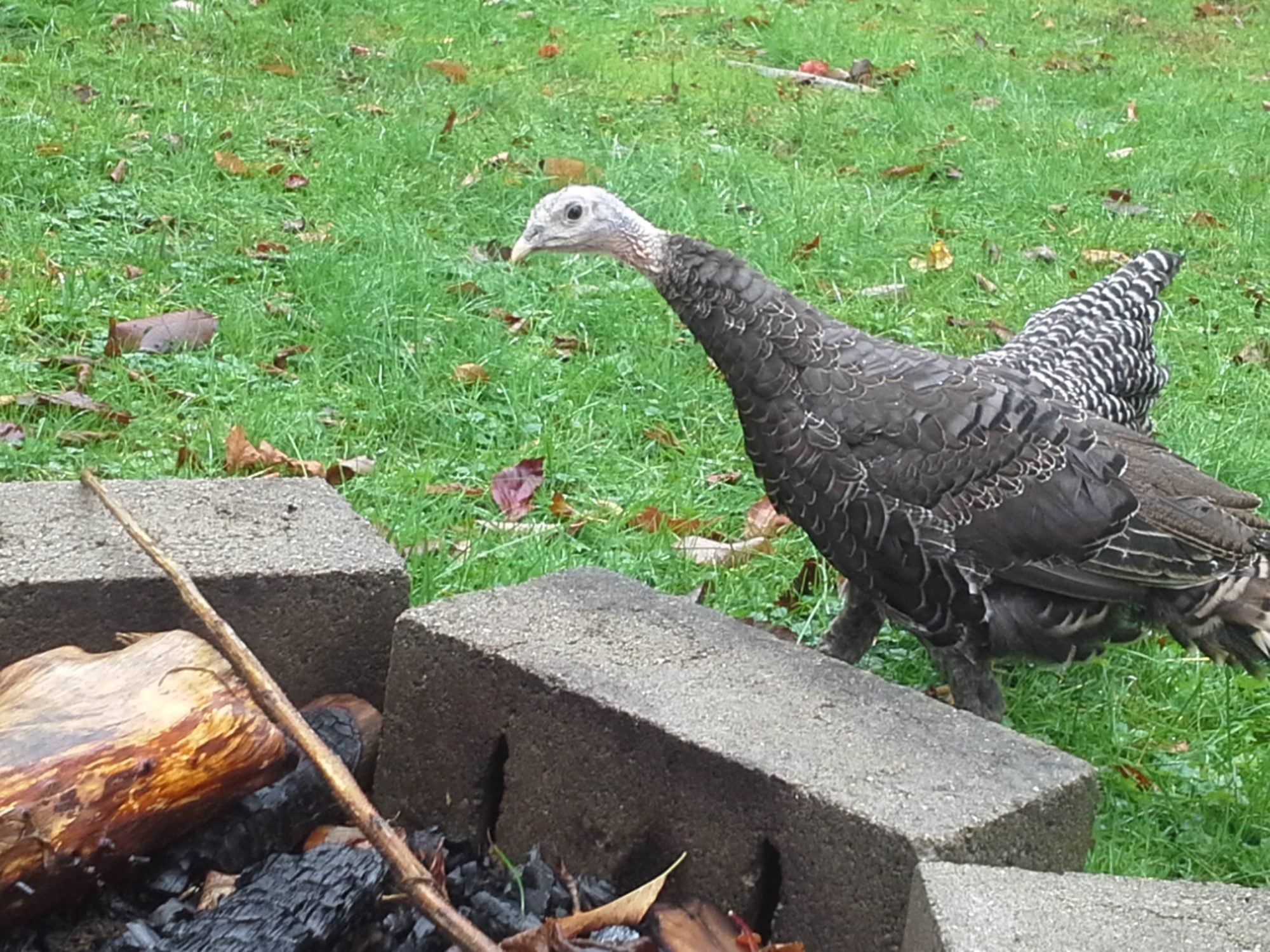 Male or Female Bronze Turkey??? 14 weeks! BackYard Chickens Learn