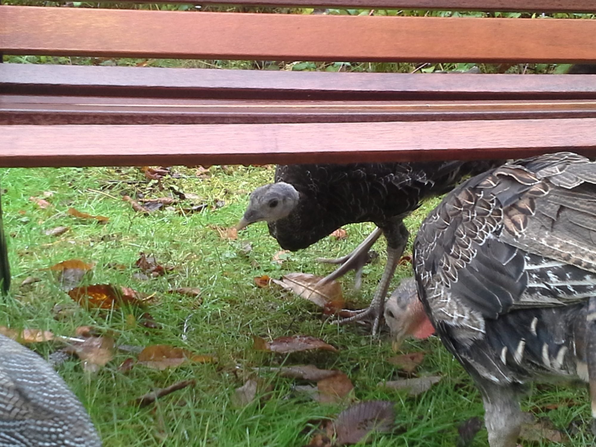 Male or Female Bronze Turkey??? 14 weeks! BackYard Chickens Learn