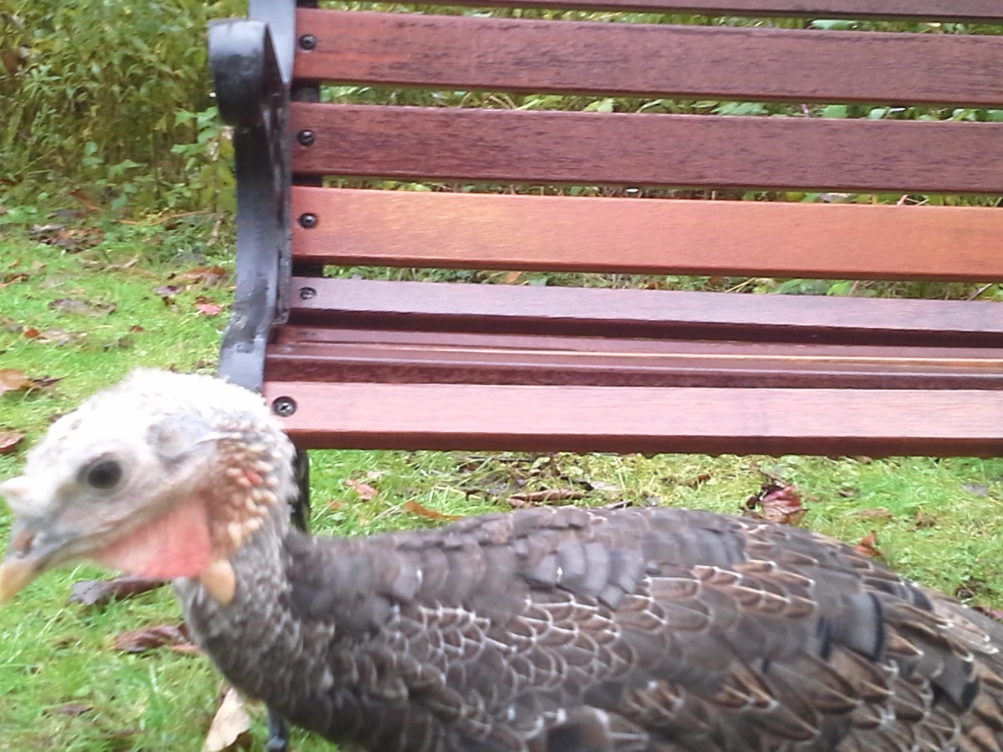 Male or Female Bronze Turkey??? 14 weeks! BackYard Chickens Learn