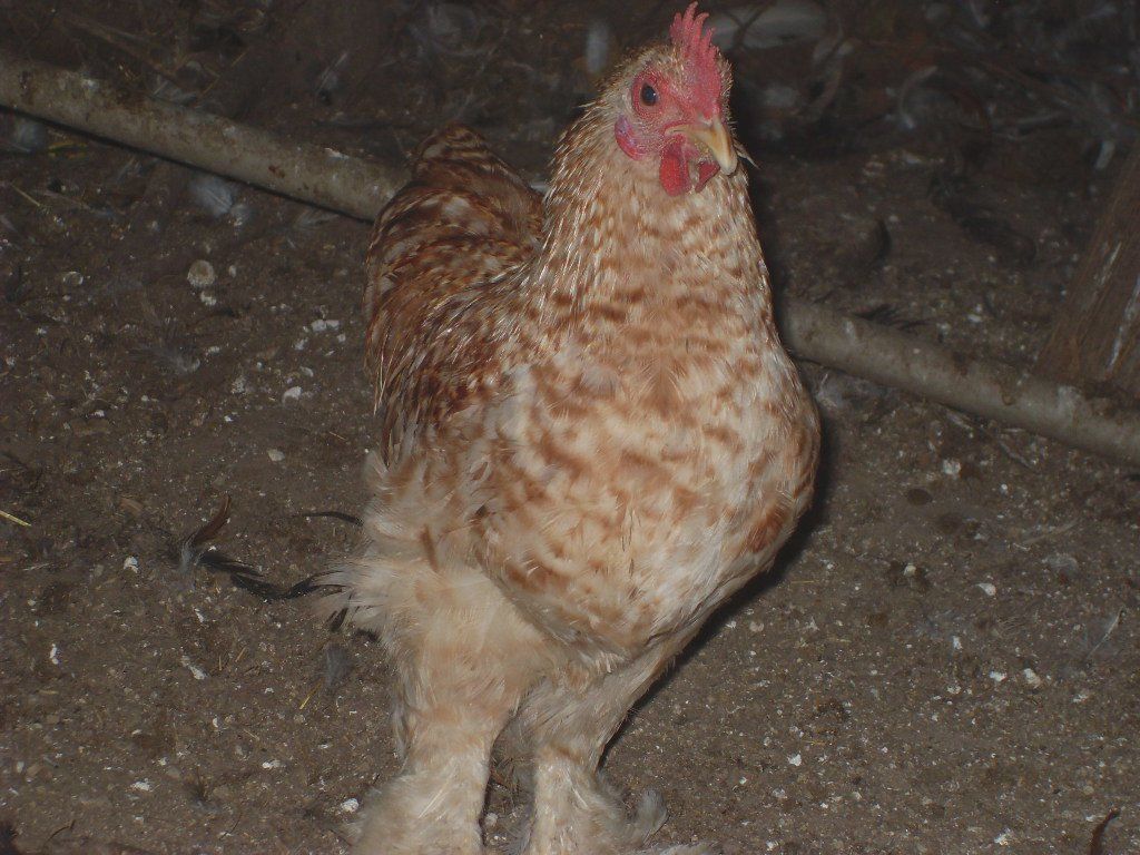 LL