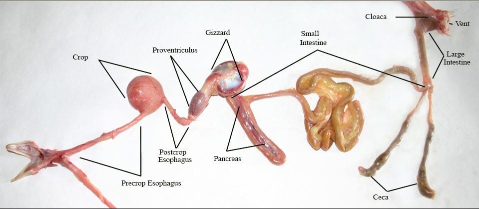 Question about chicken organs found in bird? (See photos included