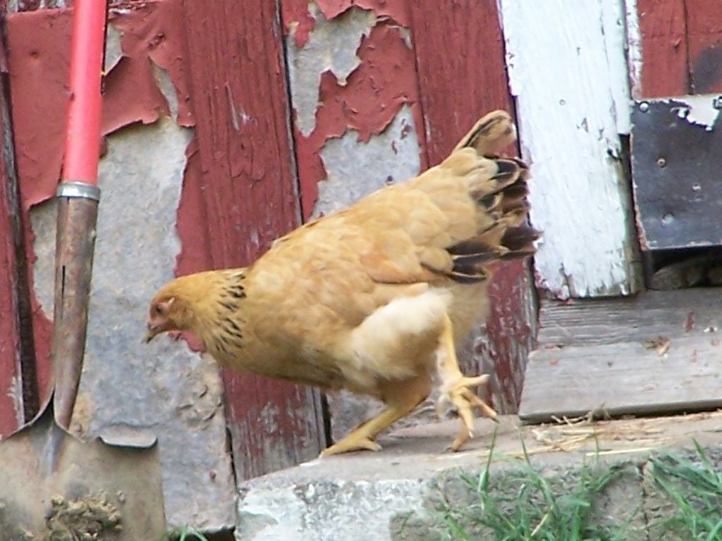 LL
