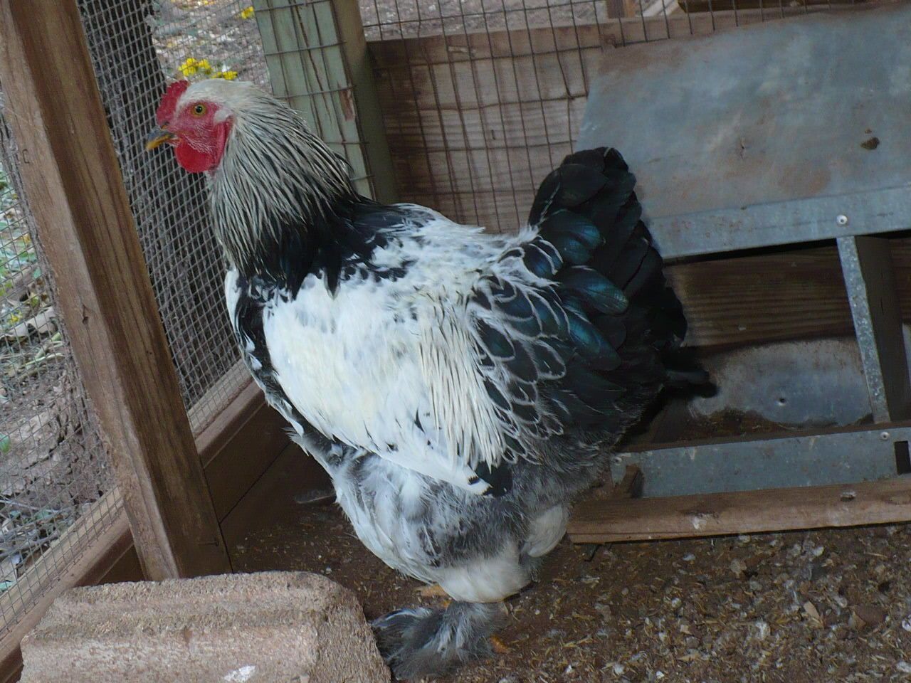 Big black and white chicken with feathers down his legs  BackYard Chickens