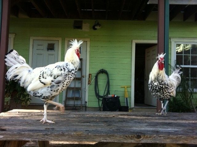 2 Silver Spangled Spitzhauben Roosters Need A New Home Near Austin