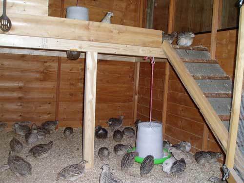 Is there a way to humanely keep quail? BackYard Chickens 