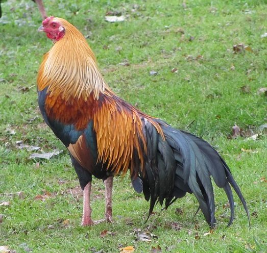 LL