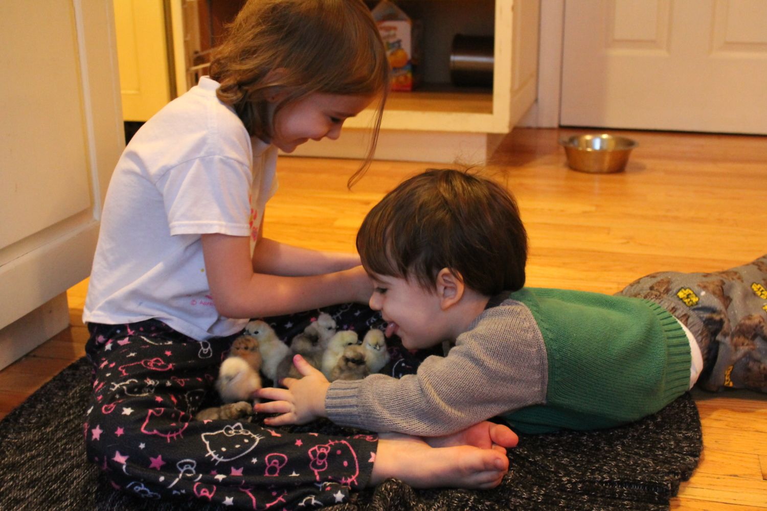 Silkie with Spraddle / Splay Leg... BackYard Chickens Learn How to Raise Chickens