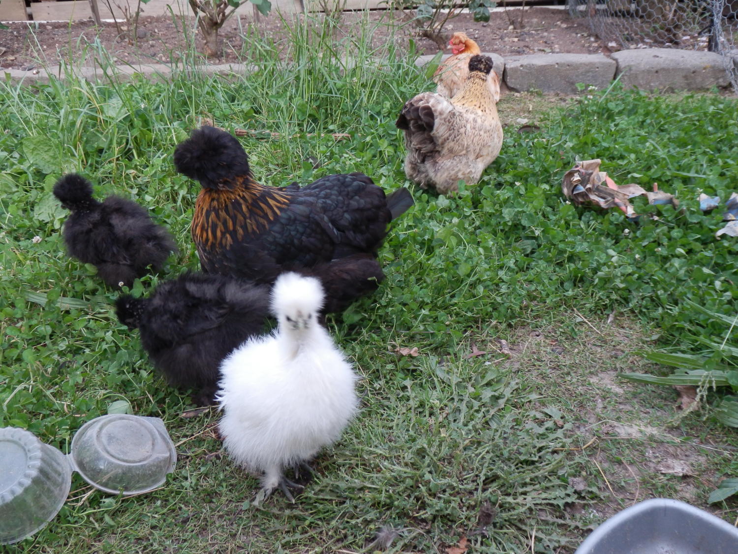 polish x silkies BackYard Chickens Learn How to Raise Chickens