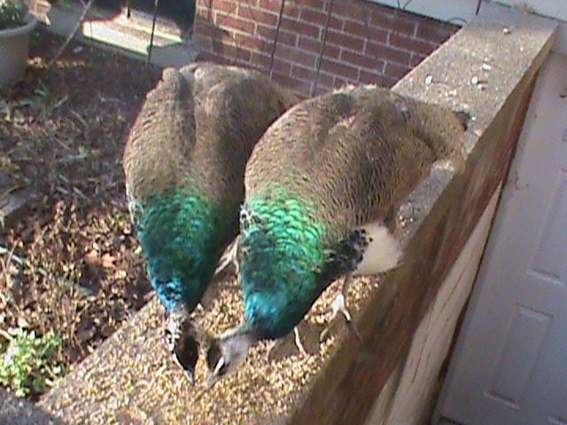 Sexing Peacocks 114