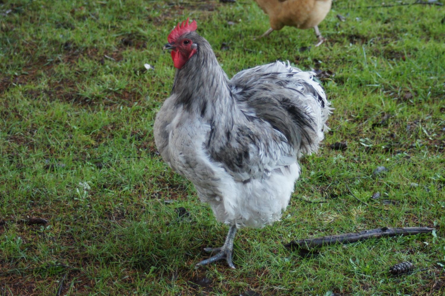 LL