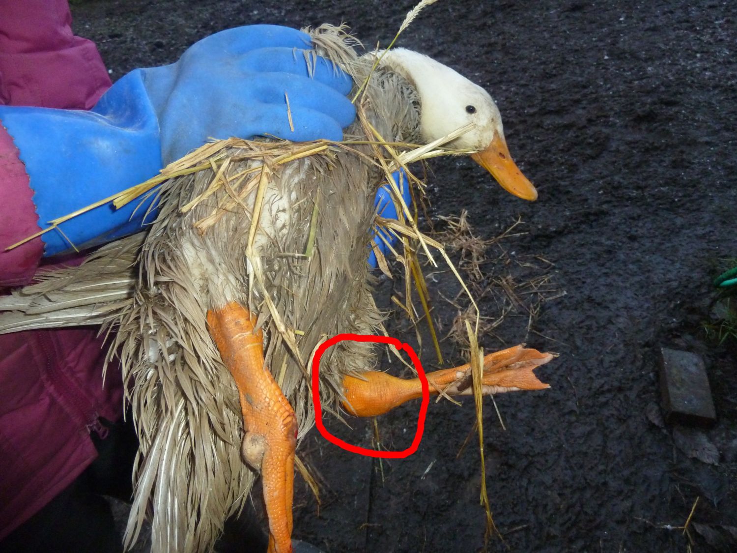 Duck with black patch under foot (may be bumblefoot?) and swollen
