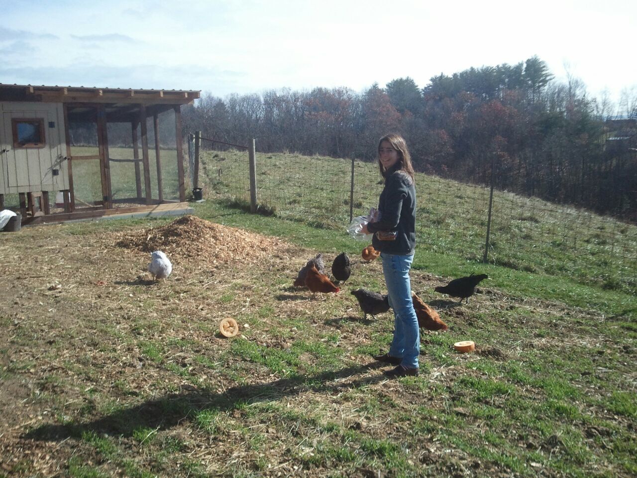 Pickin The Right Frickin Chicken Guide To Picking Backyard