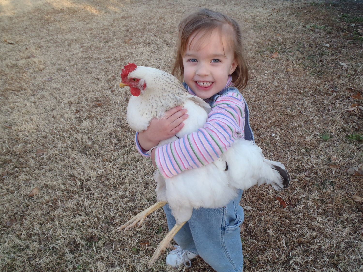 Chicken Hugging Backyard Chickens Learn How To Raise Chickens