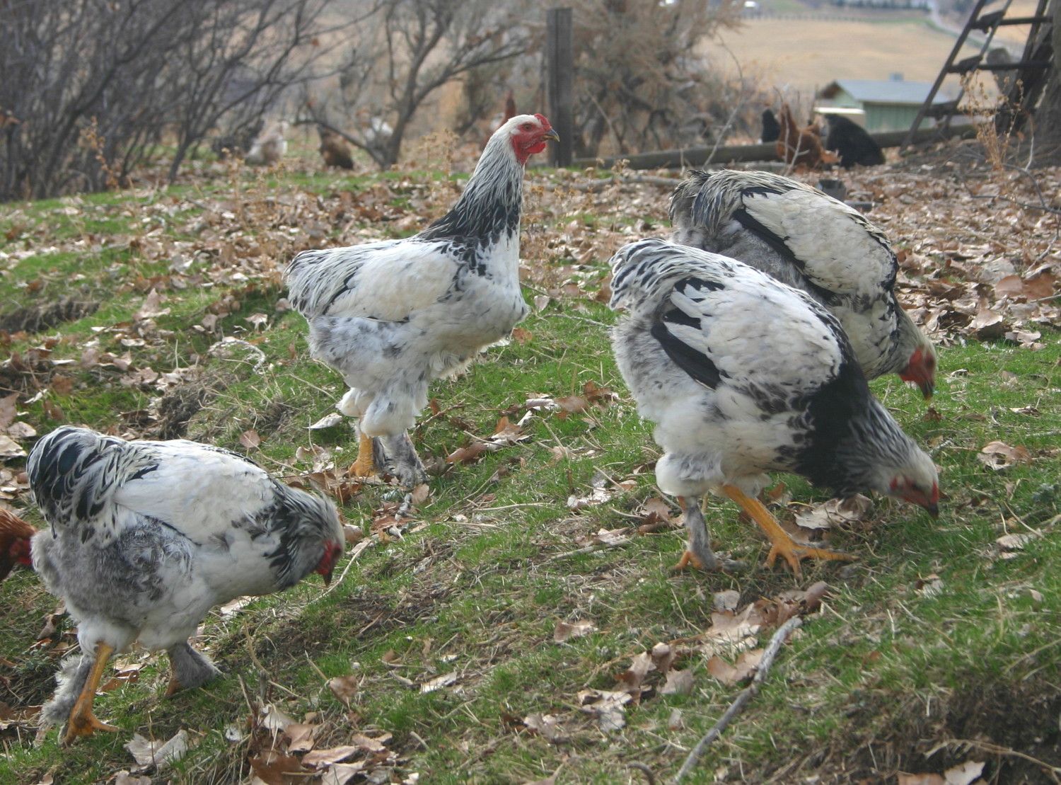 Stock photo of Light brahma hen and rooster, France.. Available