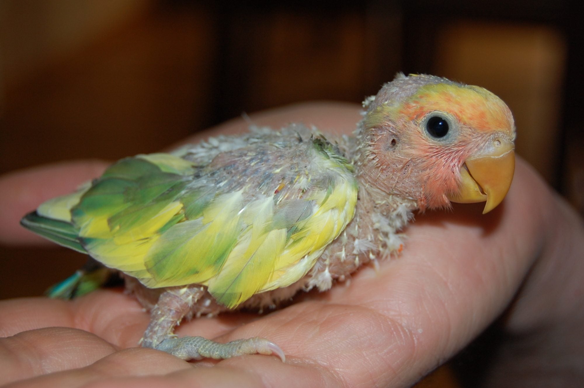 Growth Progression Newborn Baby Lovebirds Sun Conure Is Bird Food Bad For  Dogs Petvit Parrot Food, image size:2000x1330