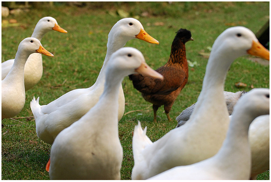 Can Chickens and Ducks Live Together? - Backyard Poultry