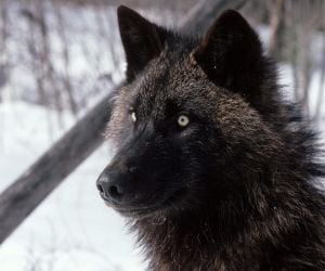 Wolf Life Alpha Roblox