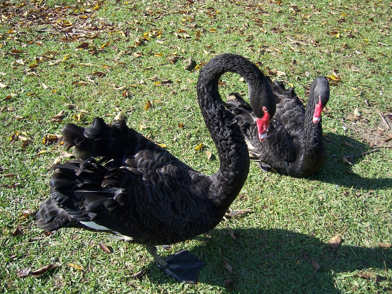Trio of Adult Black Swans for Sale BackYard Chickens Learn How to