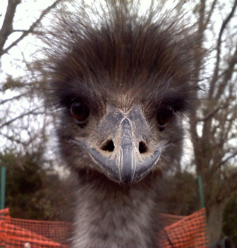 Emu Hair Cut
