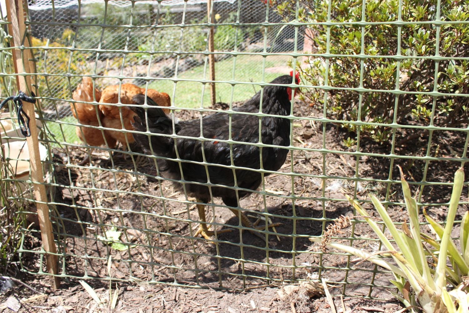 20 weekold Rhode Island Red X Australorp male or female? BackYard