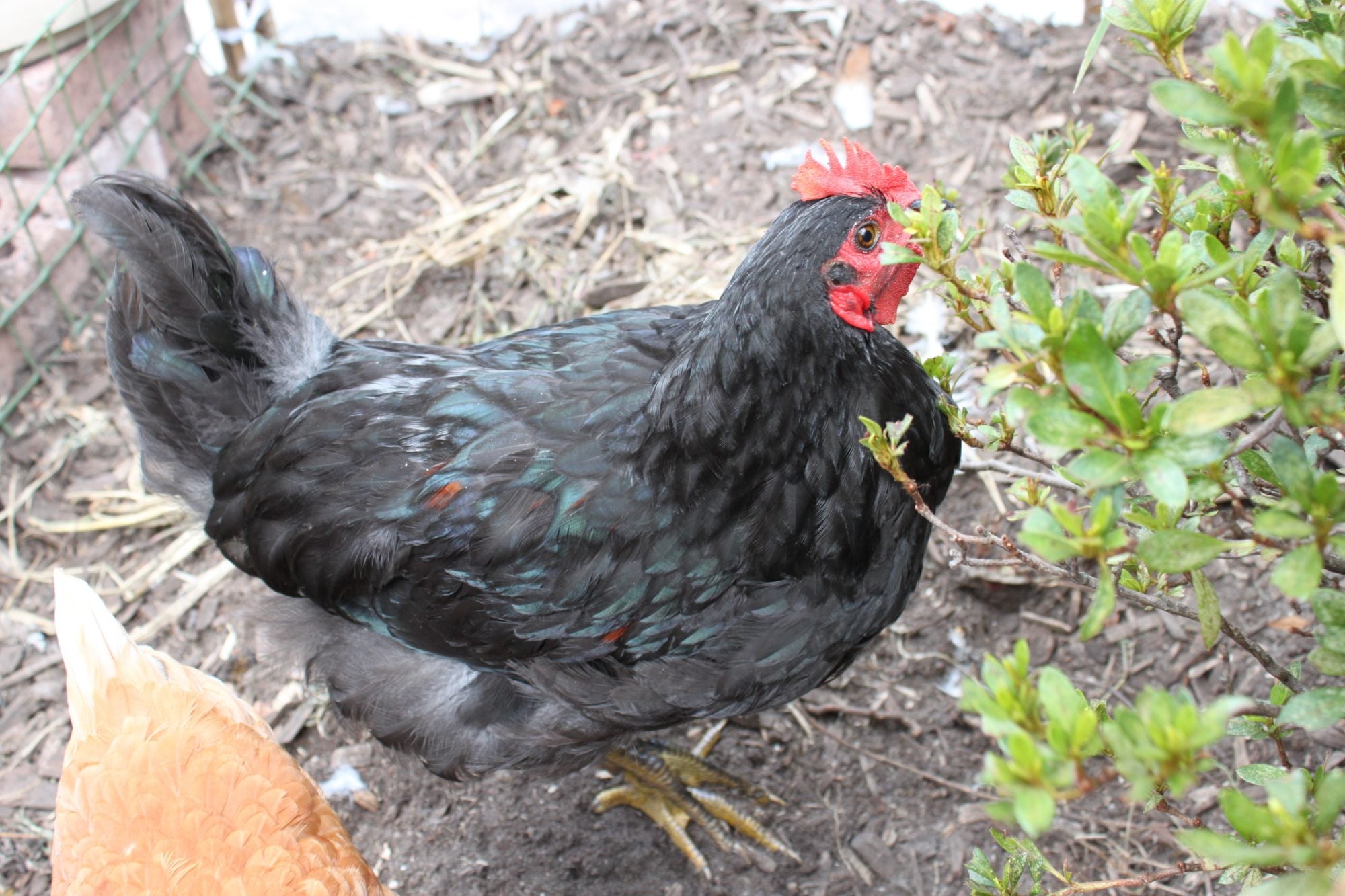 20 weekold Rhode Island Red X Australorp male or female? BackYard
