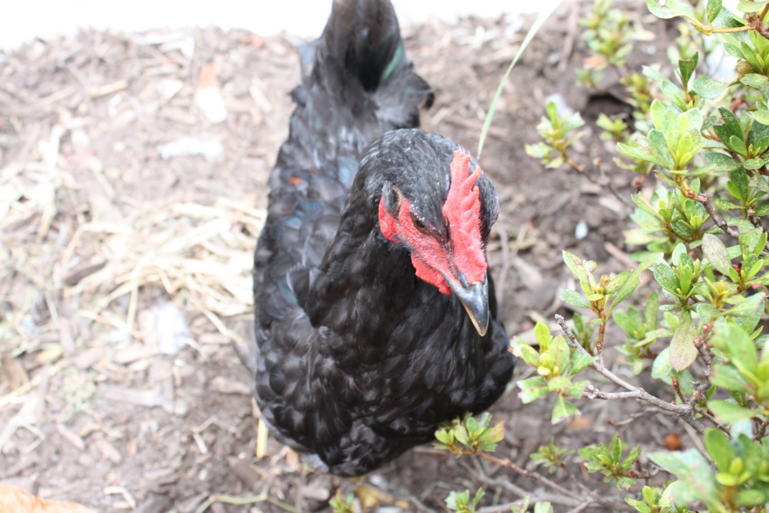 20 weekold Rhode Island Red X Australorp male or female? BackYard