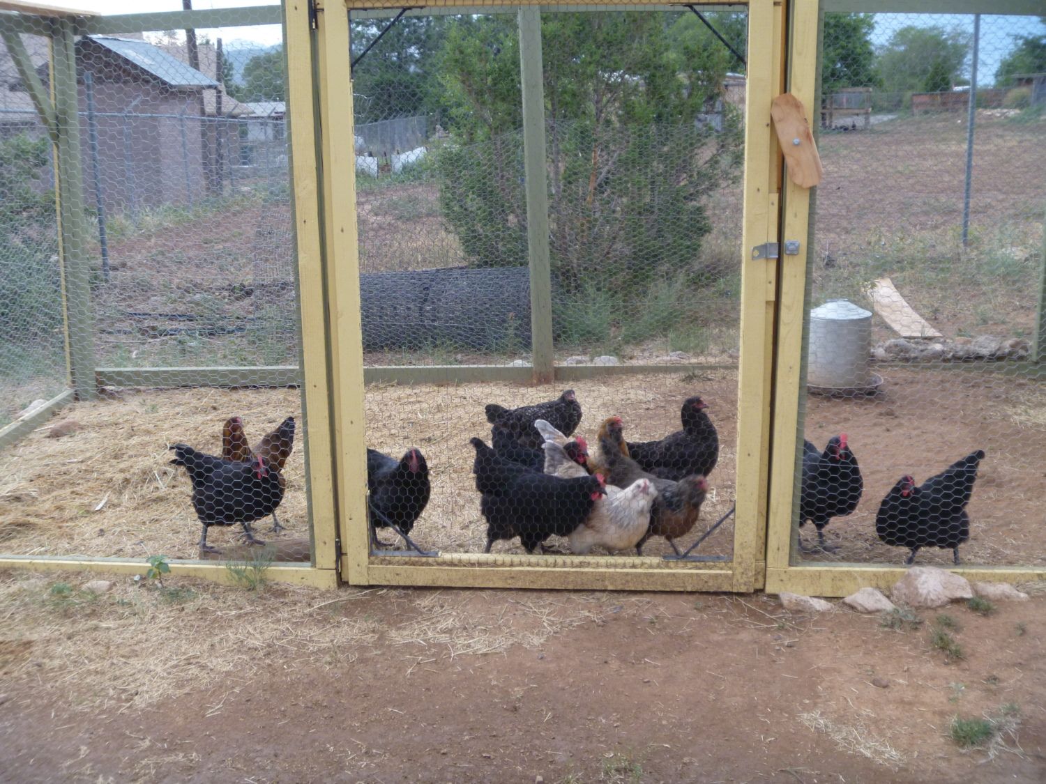 Stolen chickens Sandia Park, NM Albuquerque BackYard Chickens