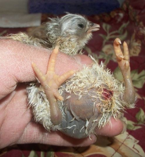 Mushy Chick Disease and treatment farming south africa  - Guide to Chicken Farming Free Downloadable eBook