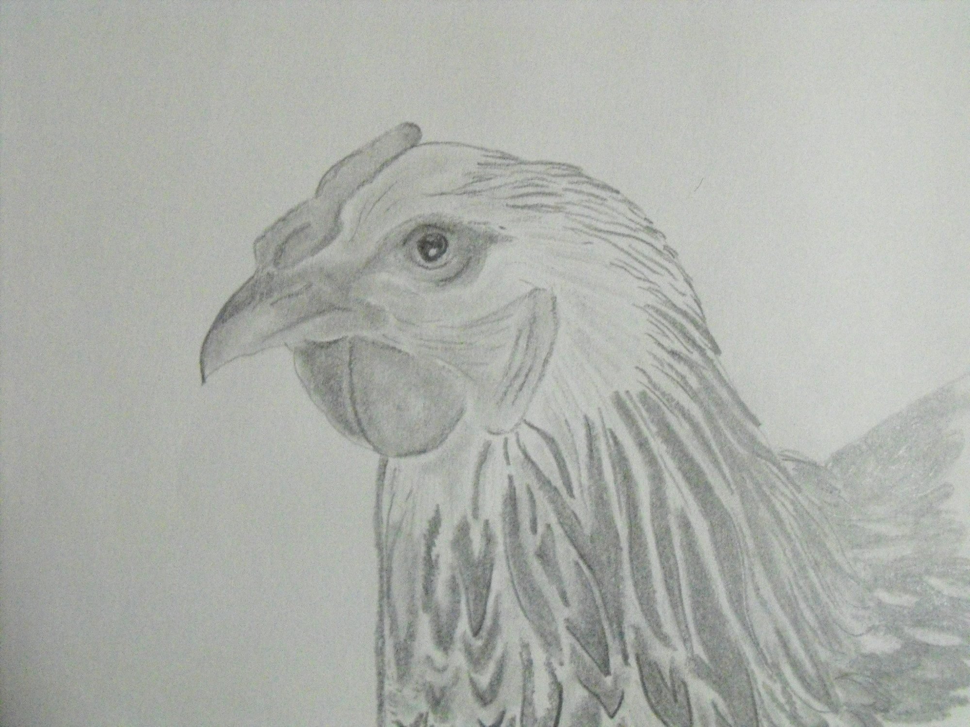 LL