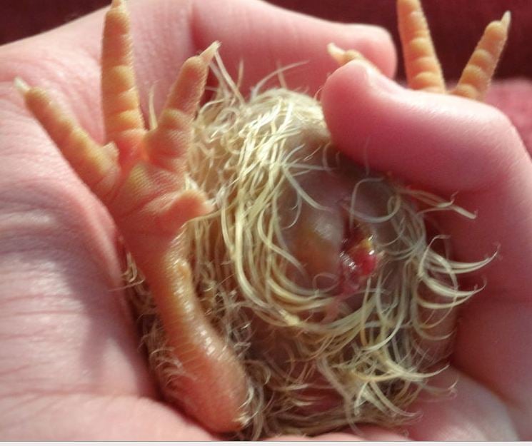 Mushy Chick Disease ~ Yolk Sack infection ~ OMPHALITIS ...