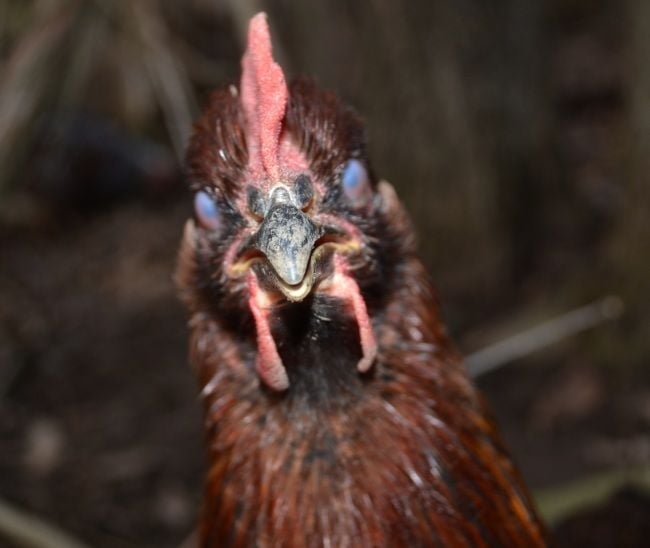 ZOMBIE Chicken | BackYard Chickens - Learn How to Raise Chickens