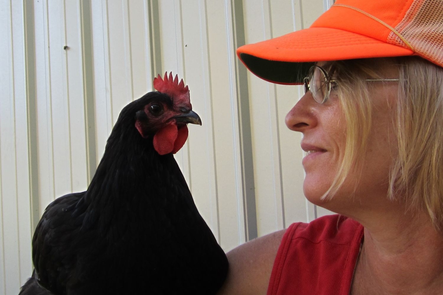 Do chickens feel love? BackYard Chickens Learn How to Raise Chickens