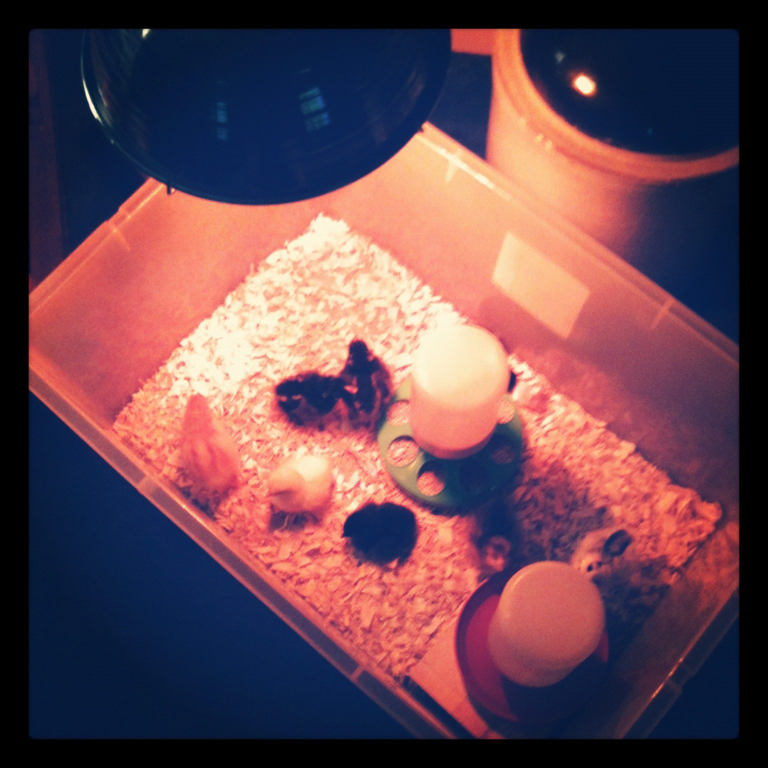 For a brooder what kind of bedding do you use? BackYard Chickens